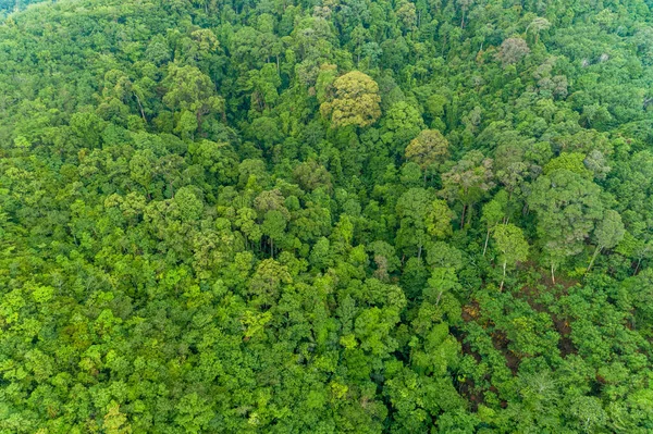 Vista Aérea Ángulo Alto Arriba Abajo Árboles Selva Tropical Ecosistema — Foto de Stock