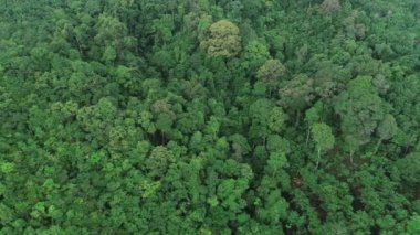 Asya 'daki bereketli yağmur ormanlarının hava görüntüsü. Güzel doğa ve çevre bereketli orman manzarası.