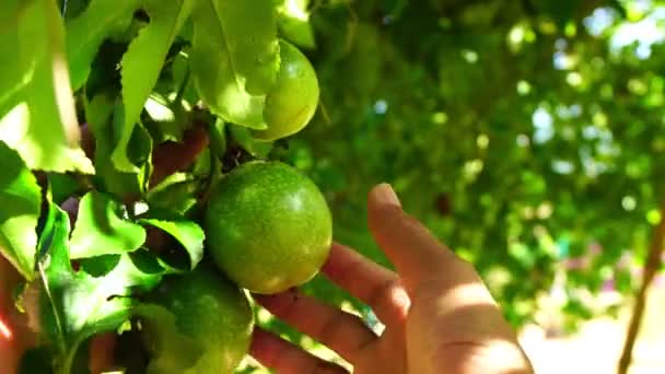 Hand Tuinier Controleert Een Organische Groene Passie Fruit Wijnstok — Stockvideo