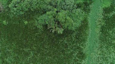 Bataklığın tepesine insansız hava aracı kamerasından aşağıya yüksek açı görüntüsü yerleştir.