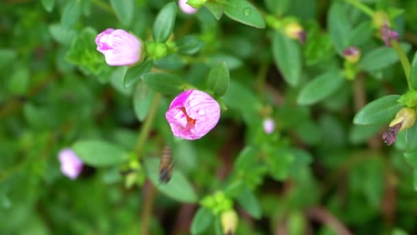Lassan Mozgó Méh Repül Gyönyörű Virág Reggel — Stock videók