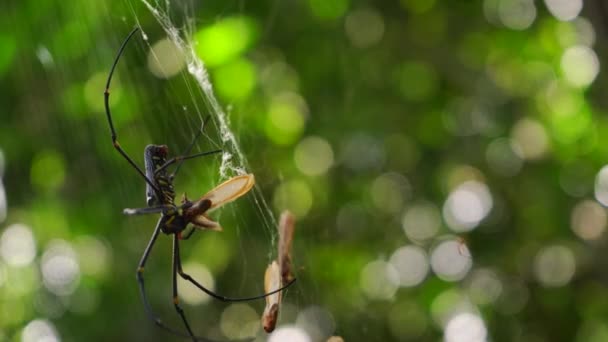 Golden Orb Weaver Spider Rainforest — Stock Video