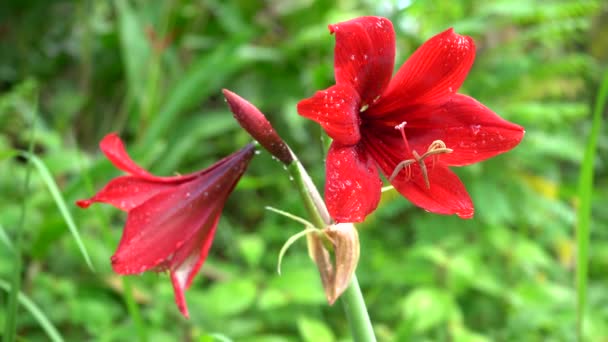 Flor Roja Jardín — Vídeo de stock