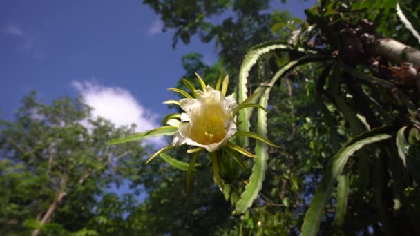 Bela Flor Fruta Dragão Jardim — Vídeo de Stock