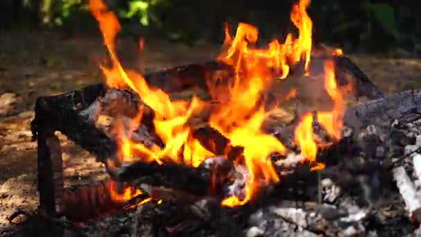 在黑色背景上焚烧篝火 — 图库视频影像