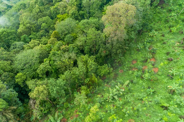 Luchtfoto Hoge Hoek Uitzicht Top Regenwouden Bomen Ecosysteem Een Gezonde — Stockfoto