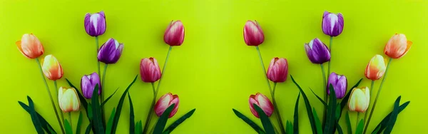 Spring Flowers Tulips Flowers Yellow Background — Stock Photo, Image