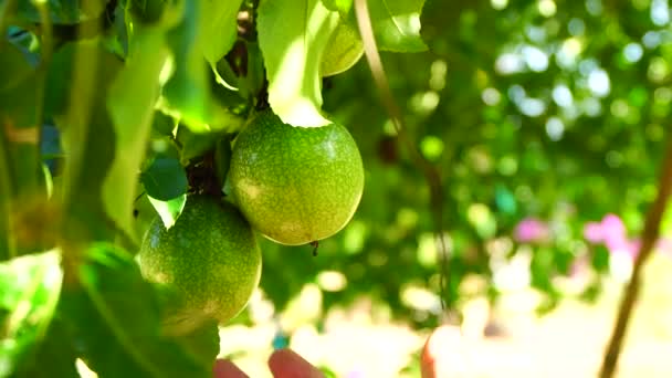 Bahçıvanı Sarmaşıktaki Organik Yeşil Tutku Meyvelerini Kontrol Eder — Stok video