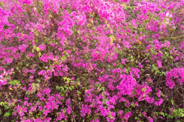 Doğadaki güzel Bougainvillea çiçeği, Pofet Tayland 'ın eyalet çiçeği