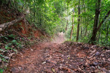 Ormanda yol doğada off-road araba yolculuğu içindir.
