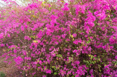 Doğadaki güzel Bougainvillea çiçeği, Pofet Tayland 'ın eyalet çiçeği