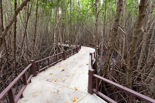 Mangrov ormanında yürüyüş yolu