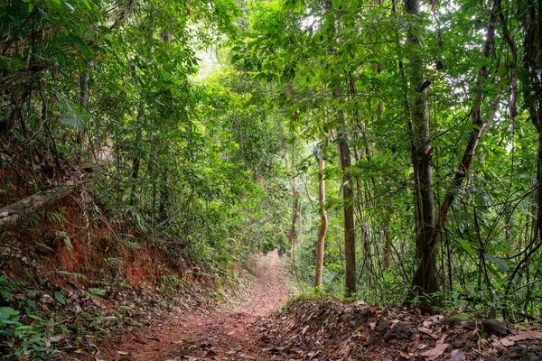 Ormanda yol doğada off-road araba yolculuğu içindir.
