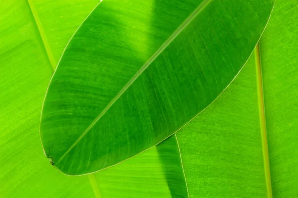 Makro Bananblad För Bakgrund Och Naturdesign — Stockfoto