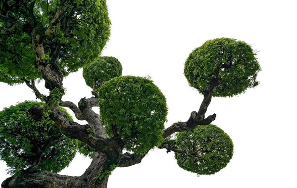 Green Tree Isoliert Auf Weißem Hintergrund Mit Clipping Pfad — Stockfoto
