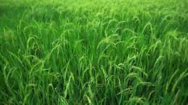 Asya Tayland 'daki Manzaralı Pirinç Tarlası