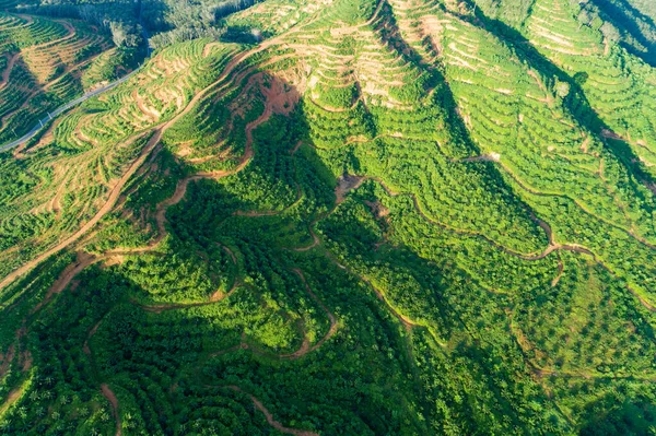 Fila Palmeras Plantación Jardín Alta Montaña Phang Nga Thailand Vista — Foto de Stock