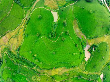 Long Coc dağları, Phu Tho vilayeti, Kuzey Vietnam 'da yeşil çay yaprağı dokusu yüksek açılı çay tarlaları