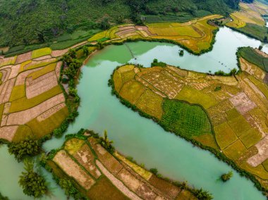 Kuzey Vietnam 'daki yeşil pirinç tarlasının havadan görünüşü, Kuzey Vietnam' daki güzel varış yeri, seyahat ve manzara, doğa ve pirinç tarlaları.