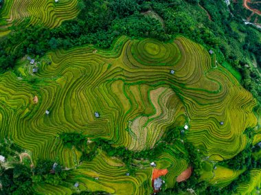 Hava manzaralı pirinç tarlaları kuzey Vietnam 'da, pirinç tarlaları hasadı kuzeybatı Vietnam' da, geniş açılı görüş alanında hazırlıyor.