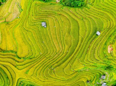 Hava manzaralı pirinç tarlaları kuzey Vietnam 'da, pirinç tarlaları hasadı kuzeybatı Vietnam' da, geniş açılı görüş alanında hazırlıyor.