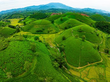 Long Coc dağları, Phu Tho vilayeti, Kuzey Vietnam 'da yeşil çay yaprağı dokusu yüksek açılı çay tarlaları