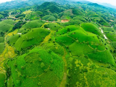 Long Coc dağları, Phu Tho vilayeti, Kuzey Vietnam 'da yeşil çay yaprağı dokusu yüksek açılı çay tarlaları