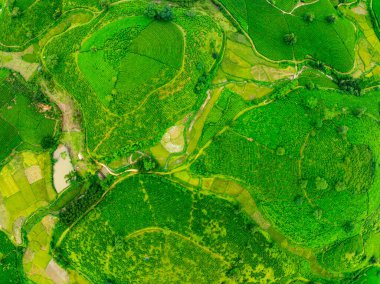 Long Coc dağları, Phu Tho vilayeti, Kuzey Vietnam 'da yeşil çay yaprağı dokusu yüksek açılı çay tarlaları