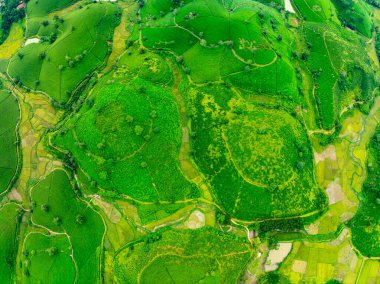 Long Coc dağları, Phu Tho vilayeti, Kuzey Vietnam 'da yeşil çay yaprağı dokusu yüksek açılı çay tarlaları