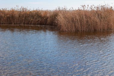 Paisaje de las lagunas del Parque Doğal El Hondo, Elche, Alicante