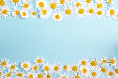 Chamomiles sınır kopya alanı üzerinde mavi arka plan ile. Düz tabaka, üstten görünüm.