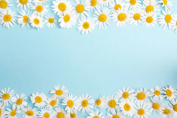 Chamomiles sınır kopya alanı üzerinde mavi arka plan ile. Düz tabaka, üstten görünüm.