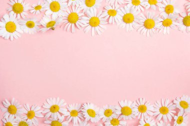 Papatya sınırında pembe arka planda fotokopi alanı var. Düz tabaka, üst görünüm.