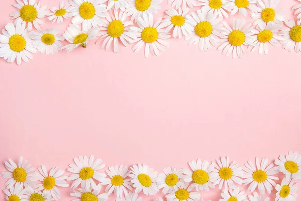 Papatya sınırında pembe arka planda fotokopi alanı var. Düz tabaka, üst görünüm.