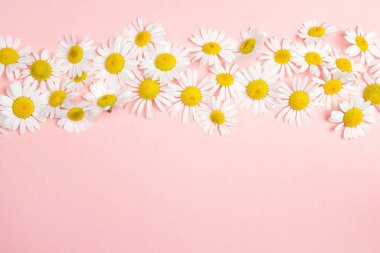 Papatya sınırında pembe arka planda fotokopi alanı var. Düz tabaka, üst görünüm.