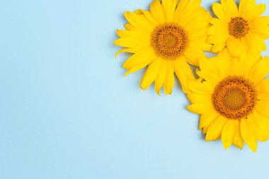 Kopya alanı mavi zemin üzerine sarı ayçiçeği. Üstten görünüm.