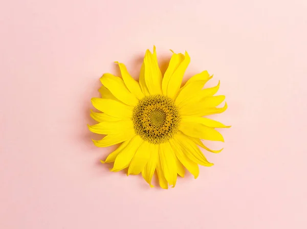 Маленький Желтый Подсолнух Розовом Фоне Вид Сверху Плоский — стоковое фото
