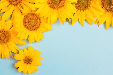 Çerçeve mavi arka planlar üzerinde sarı ayçiçeği. Metin için yer. Üstten görünüm.
