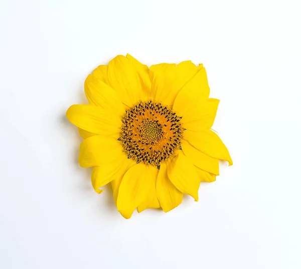 A small yellow sunflower on a white background. Top view, flat lay.