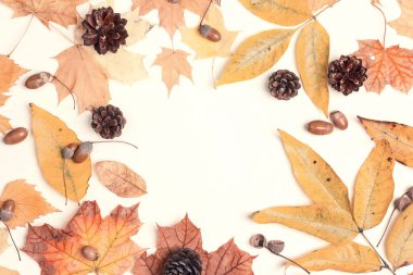 Kurutulmuş sonbahar yaprak, koni ve meşe palamutları ışık arka plan üzerinde çerçeve yaptı. Sonbahar kompozisyon. Düz yatıyordu, en iyi görünüm, kopya alanı.