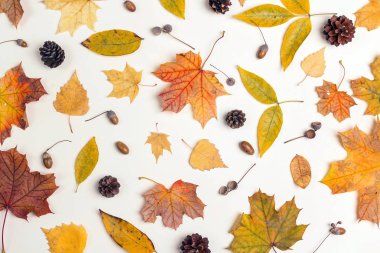 Kurutulmuş yaprakları, koni ve meşe palamutları ışık arka plan üzerinde desen yaptı. Sonbahar düz arka plan. Düz yatıyordu, en iyi görünümü.