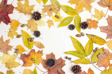 Kurutulmuş sonbahar yaprak, koni ve meşe palamutları ışık arka plan üzerinde çerçeve yaptı. Sonbahar kompozisyon. Düz yatıyordu, en iyi görünüm, kopya alanı.