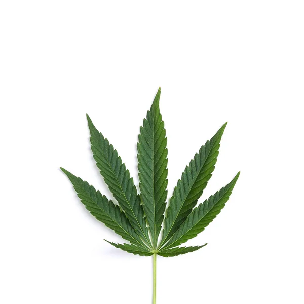 Fresh Leaf Hemp White Background Isolated — Stock Photo, Image