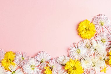 Sınır kopya alanı ile pembe bir arka plan üzerinde beyaz Aster çiçeklerin. Üstten görünüm.