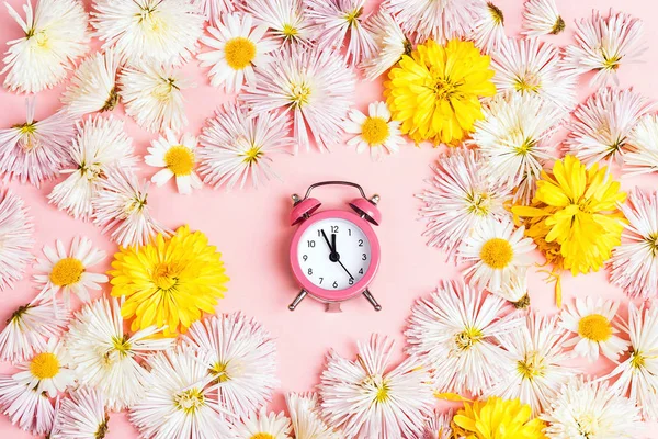 Asters Bloemen Met Wekker Een Roze Achtergrond Bovenaanzicht — Stockfoto