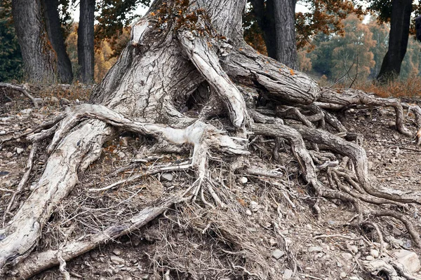 Big Tree Roots Ground Concept Growth — Stock Photo, Image