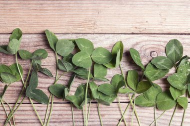 Yeşil yonca eski ahşap arka plan üzerinde bırakır. Şanslı shamrock