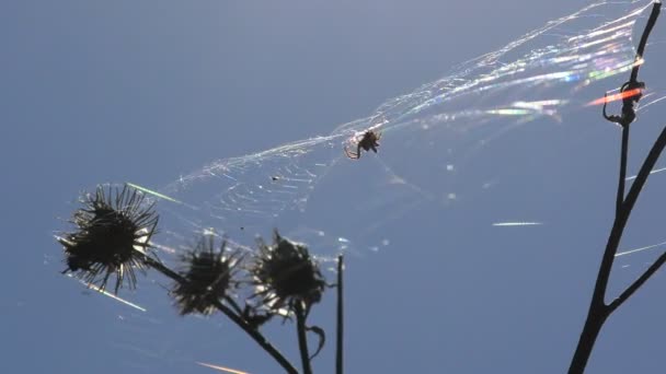 Die Spinne Netz Zittert Und Bewegt Sich Wind Gegen Den — Stockvideo