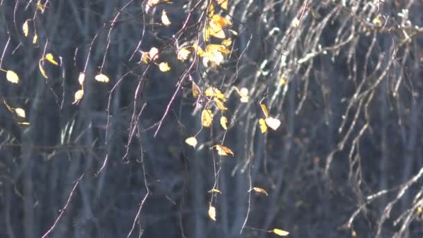 Gelbe Blätter Birkenzweigen Wind Vor Dem Hintergrund Des Herbstwaldes Hintergrund — Stockvideo