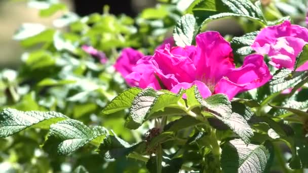 Bumblebee Collecting Pollen Flower Dogrose Sunny Windy Day — Stock Video